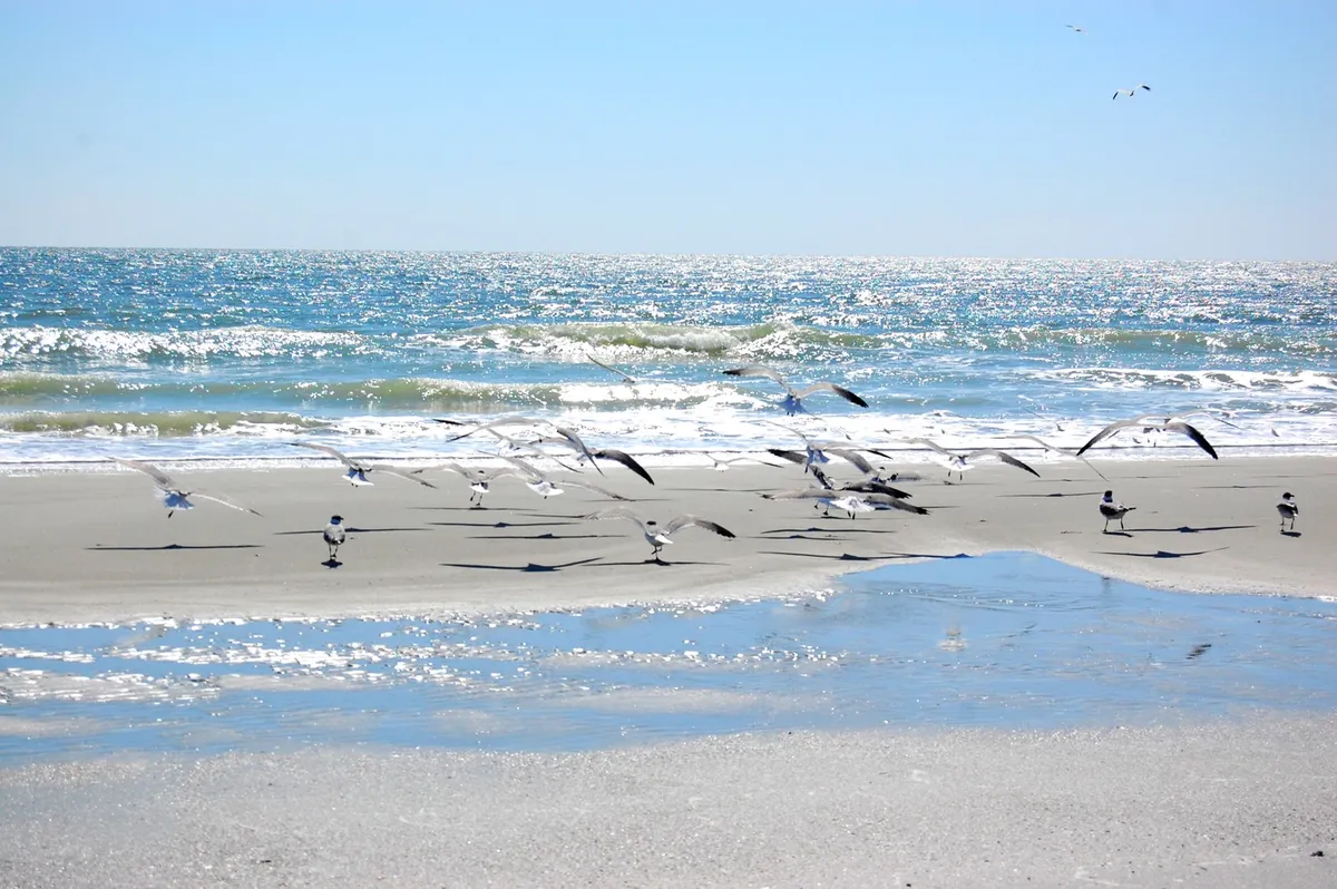 A tranquil view of the Myrtle Beach shoreline with gentle waves, flocks of seagulls, and shimmering reflections in the sand. The scene evokes relaxation and the natural beauty of the local area, perfect for leisurely strolls or moments of reflection.